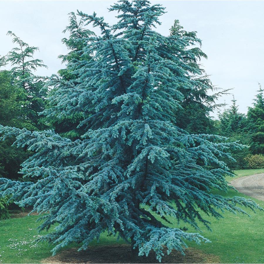 This evergreen conifer with silvery-blue foliage makes an excellent specimen tree