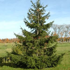 norway-spruce