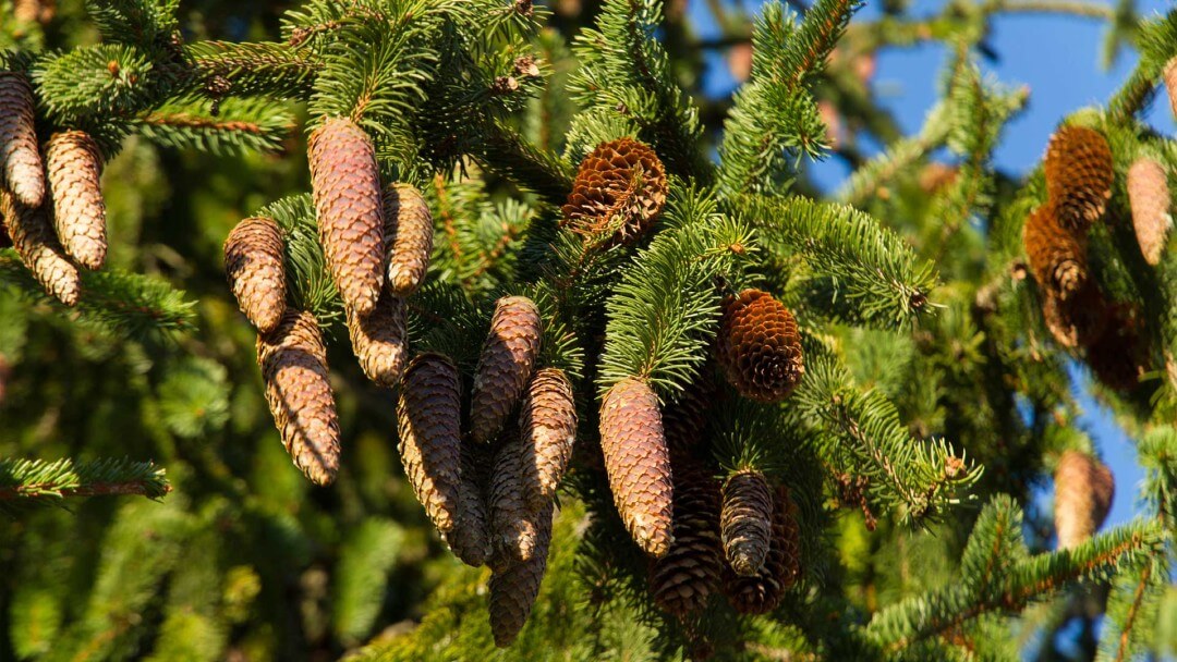 norwegian spruce needles