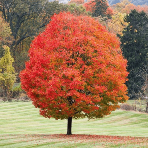 october-glory-red-maple