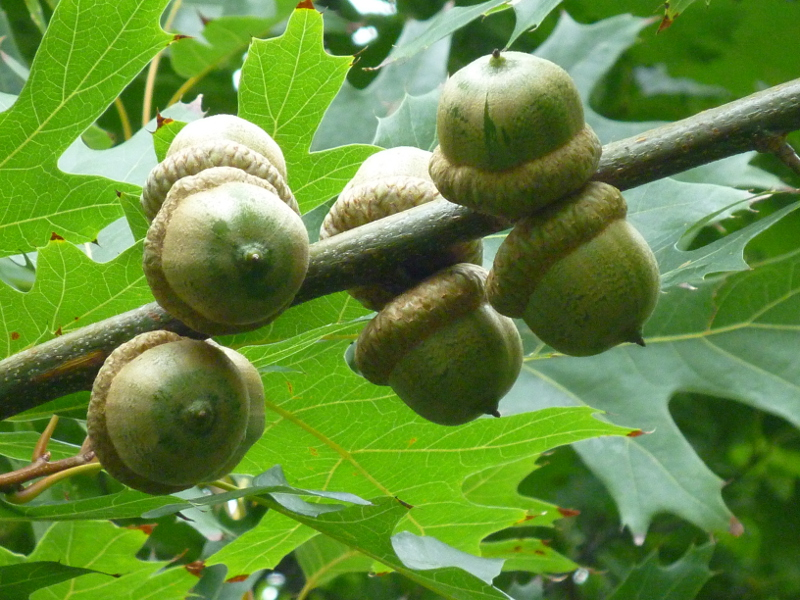 Pin Oak Acorn