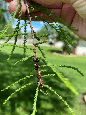 plant health tree diseases