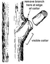 Proper pruning cut for faster tree healing.