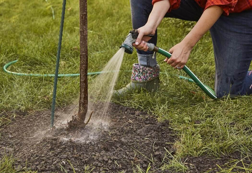 proper tree watering tips