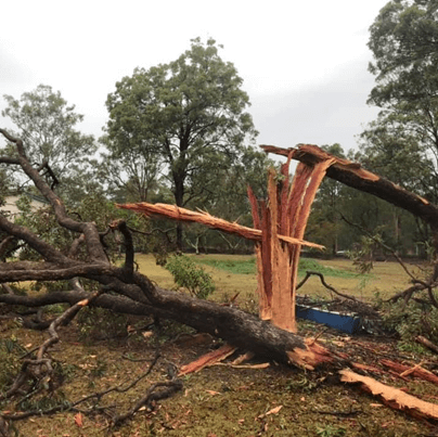 protect-trees-from-lightning