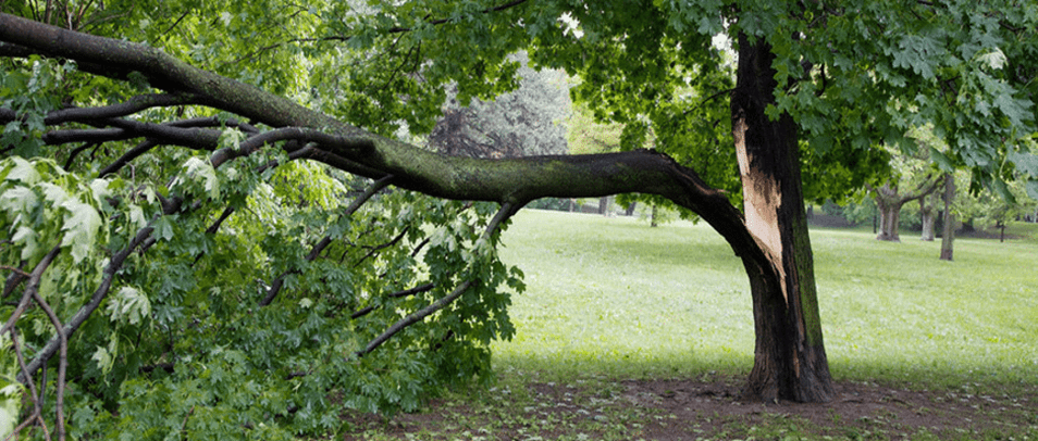 pruning-maples