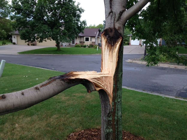 pruning trees