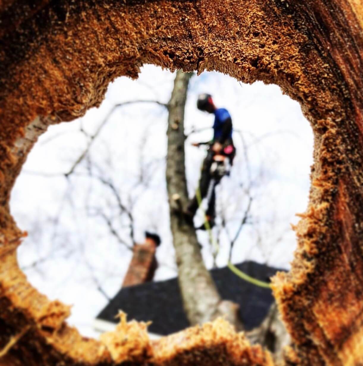 pruning winter trees cherokee tree care