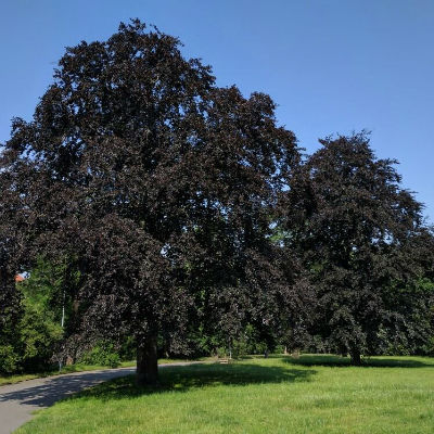 purple leaf beech tree