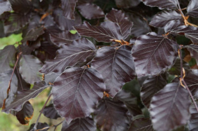 purple leaf beech tree leaves