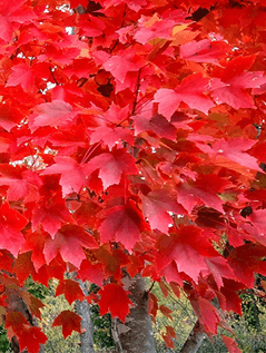 red maple tree