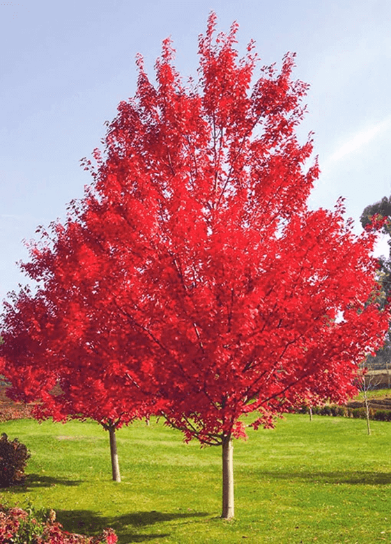 red-maples