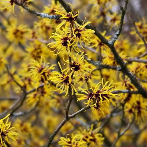 witchhazel