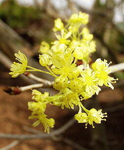 shantung maple flowers