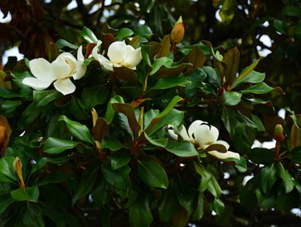 Southern Magnolia