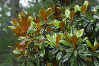 southern-magnolia