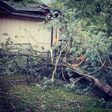 spring storm trees