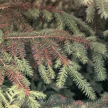 Needle cast in Blue Spruce is caused by a fungus and an example of a biotic disease.