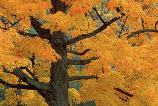 sugar maple tree