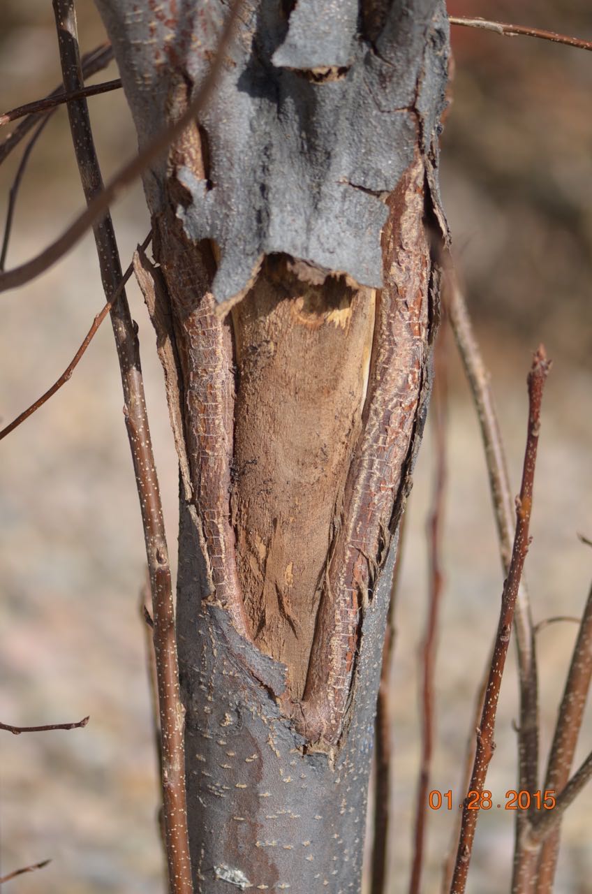 Sunscald generally occurs in the winter when deciduous trees lose their leaves and the sun is lower in the sky. This is also an abiotic problem.