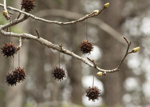 Sweetgum tree fruit