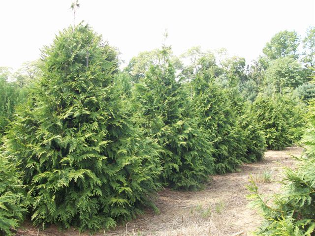 thuja evergreen