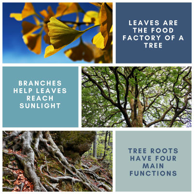 Tree Anatomy - Cherokee Tree Care