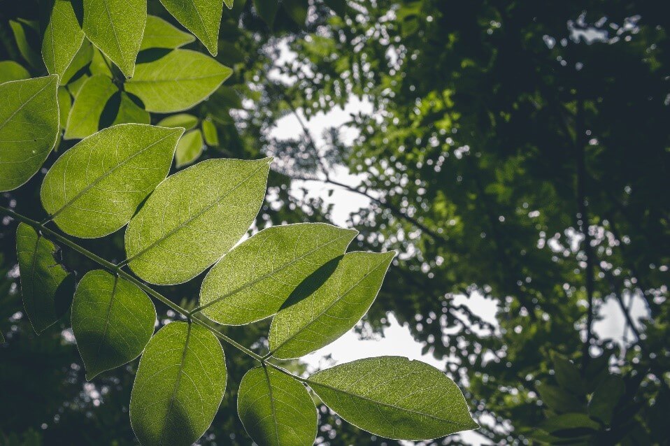 tree-growth-regulators