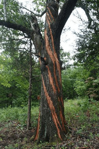 tree-hit-by-lightning