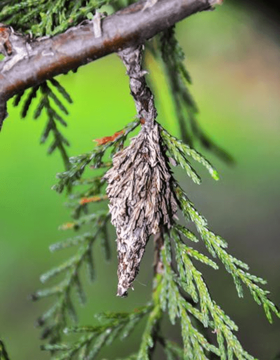 tree insects and pests