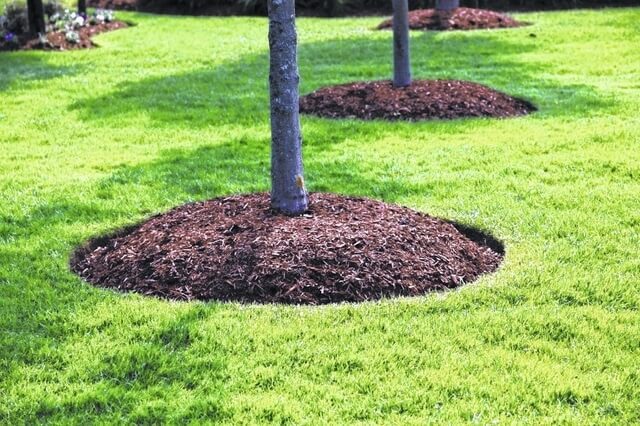 tree mulch ring arborist