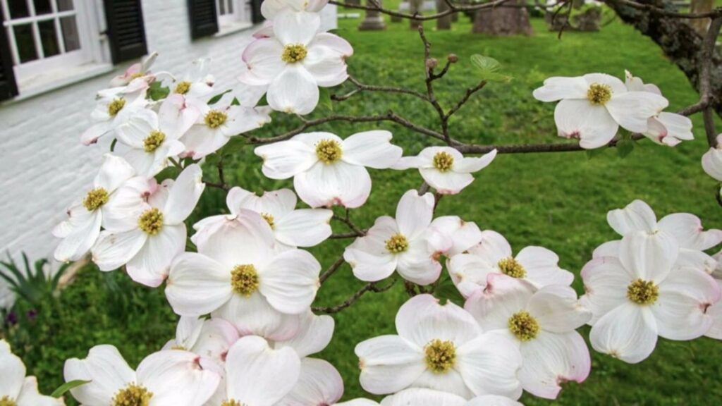 spring tree planting