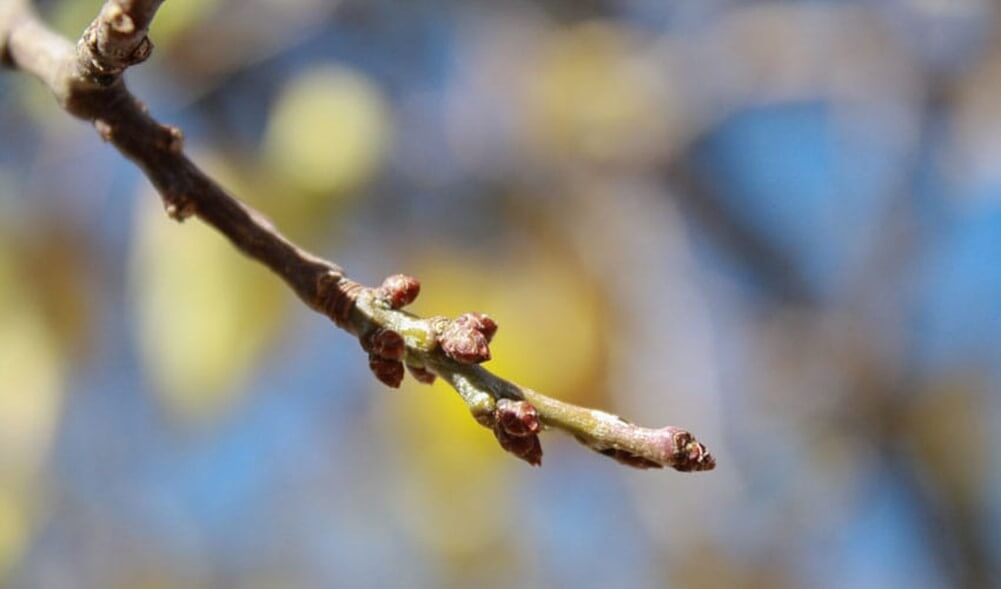 living tree limb