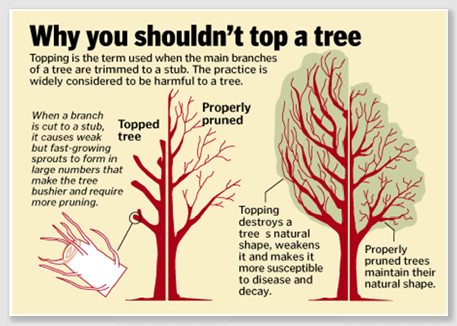 tree pruning services