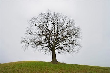 tree pruning