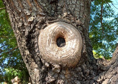 tree-sealing-cherokee-tree-care