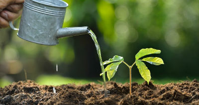 tree watering