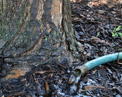 Tree watering