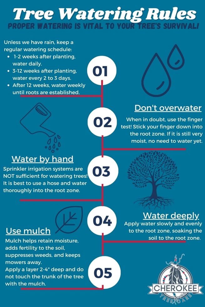 tree watering tips