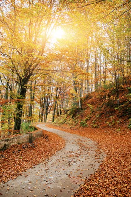 Beautiful foliage of trees in fall in Missouri