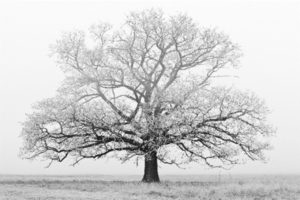 trees-in-winter