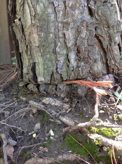 Twine on tree