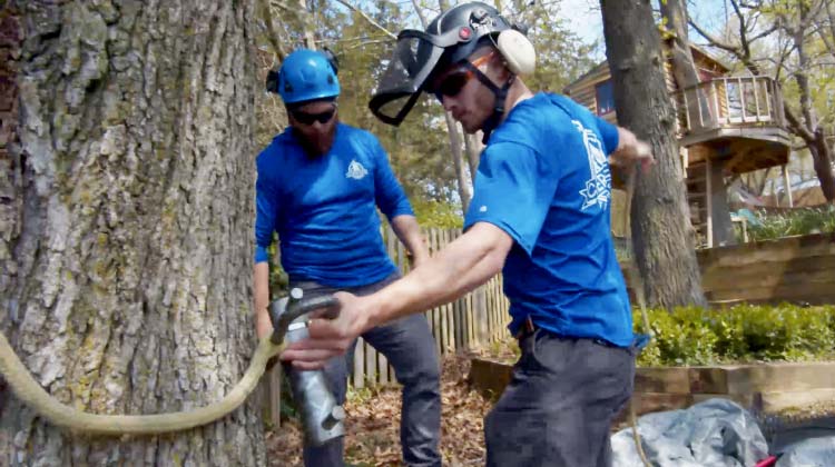 Two arborists attaching a rope around the trunk of a large tree