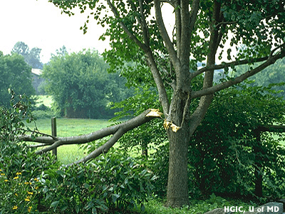 vital tree pruning