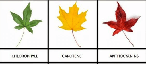 why do leaves change color