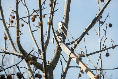 Tree pruning