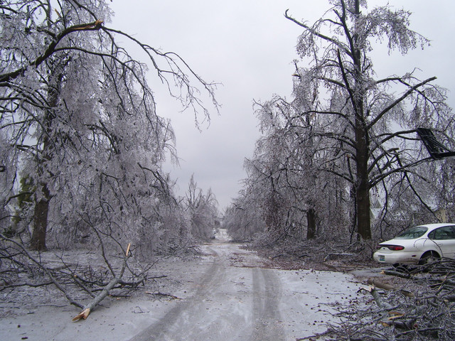 winter-tree-damage