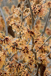 witch-hazel