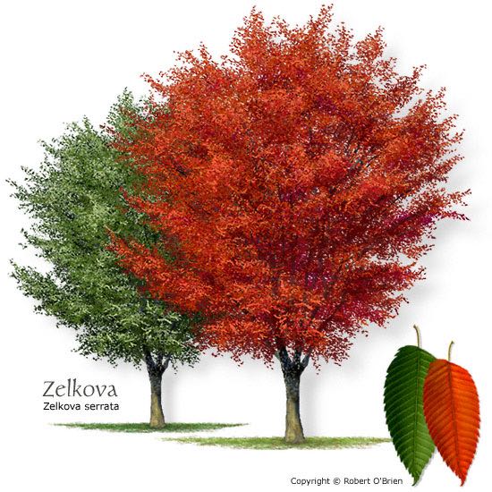 Zelkova